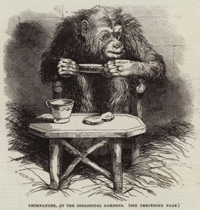 チンパンジー、動物園 作： Harrison William Weir